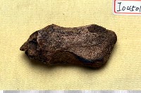 藏品(鹿角)的圖片